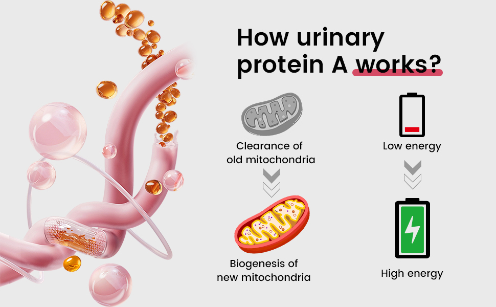 Urolithin A Supplement